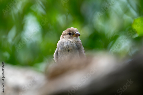 Sparrow resting on a rustic wooden fence in countryside environment