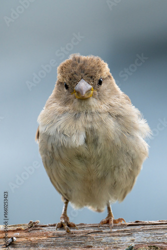 Wild sparrow perched in sunlight with detailed feathers and natural tones