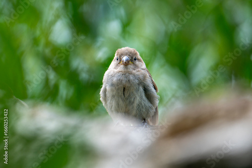 Sparrow perched on a branch in natural light, detailed wildlife portrait