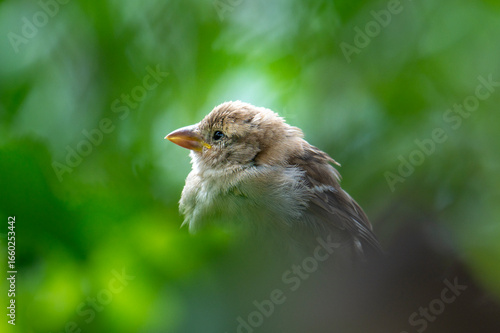 Wild sparrow perched in sunlight with detailed feathers and natural tones