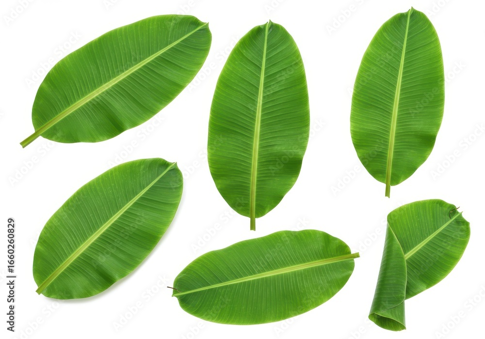 Fototapeta premium Several vibrant green banana leaves in varying positions are isolated against a bright white background