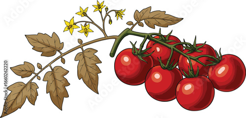 Ripe cherry tomatoes on vine fresh produce illustration