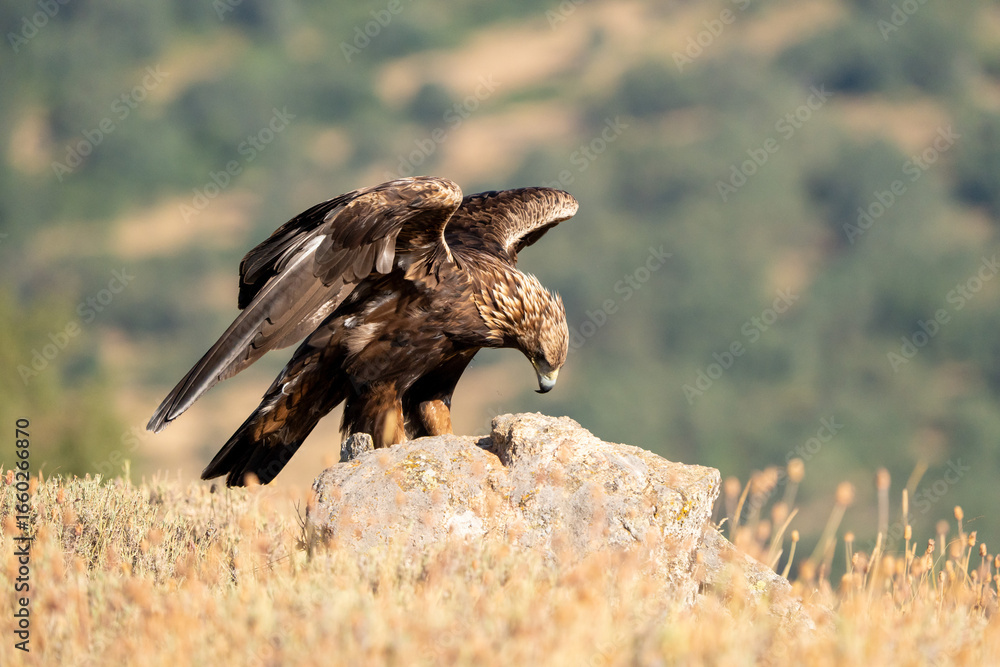 Fototapeta premium Golden eagle (Aquila chrysaetos) photographed in Spain