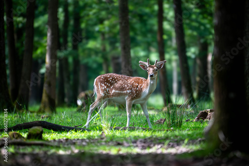 Wild reindeer roaming freely in forest wilderness, natural habitat