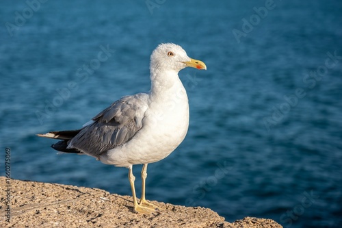 Close-up of a seagull standing on a stone wall by the sea, with ocean and blurred city buildings in the background under a clear blue sky