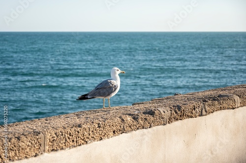Close-up of a seagull standing on a stone wall by the sea, with ocean and blurred city buildings in the background under a clear blue sky