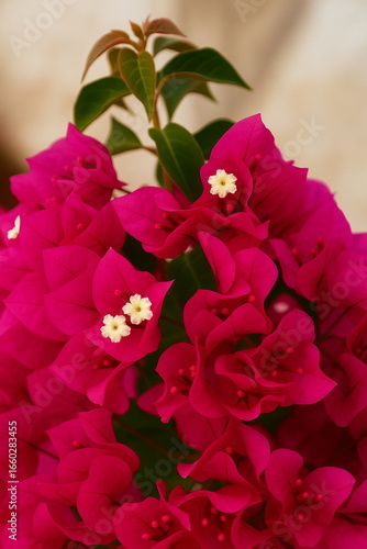 Bougainvillea flower the in garden