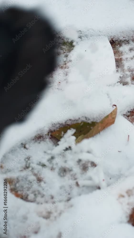 Close-up of black boot jumping on icy ground, leaving distinct shoe imprint in fresh snow, scattered dry leaves add texture to the frozen landscape Close-up of black boot jumping on icy ground, leaving distinct shoe imprint in fresh snow, scattered dry leaves add texture to the frozen landscape