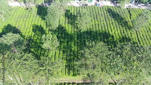Aerial View of Lush Green Tea Plantation Rows Under Sunlight Shadows