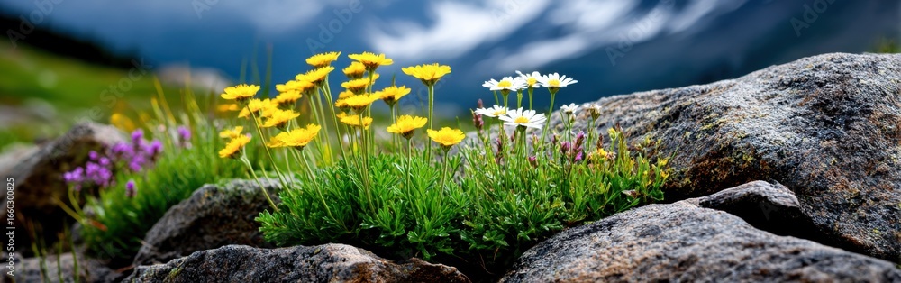 Fototapeta premium Wildflowers bloom on rocky Alpine meadow