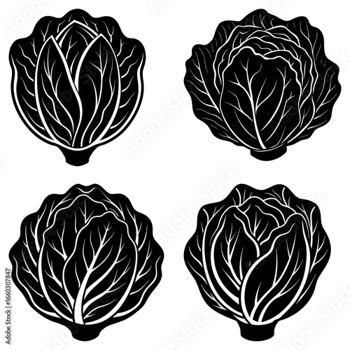 Four black and white cabbage heads with detailed leaf veins arranged in a square formation on white background