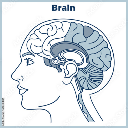 Illustration of a human brain anatomy with labeled parts