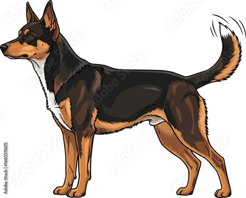 Australian Kelpie dog standing wagging tail side view illustration