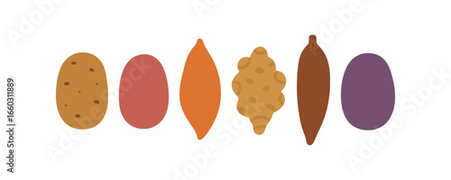 Colorful flat root vegetables set featuring potato and carrot varieties
