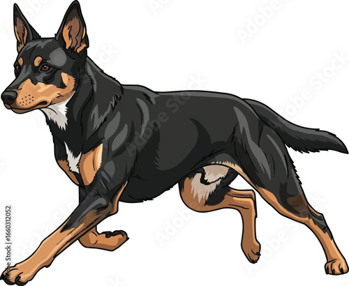Australian Kelpie dog running side view vector illustration