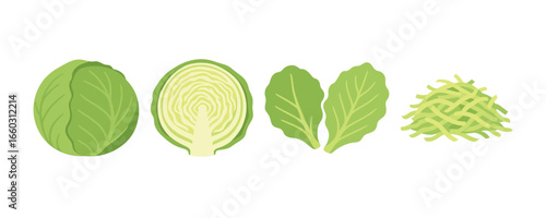 Fresh green cabbage varieties: whole, sliced, shredded, and leafy parts
