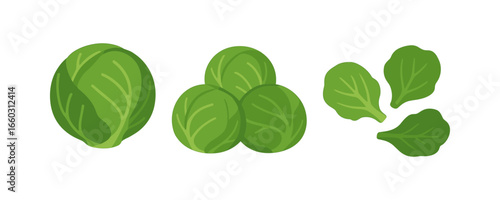 Fresh green brussels sprouts collection in flat style for healthy eating concepts
