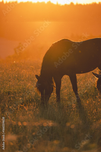 Hors eating grass Poland