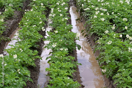 Blooming potato field with water in furrows, Rainy weather