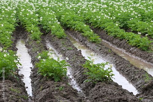 Blooming potato field with water in furrows, Rainy weather