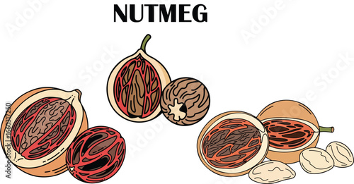 Nutmeg Illustration White Line Art Vector