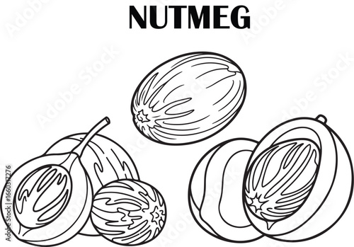 Nutmeg Seeds Outline – Clean Black and White Vector Drawing