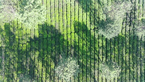 Aerial View of Lush Green Tea Plantation Rows Under Sunlight Shadows