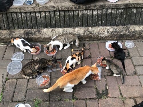 Group of stray cats eating food from bowls on pavement