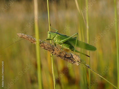 Heupferd