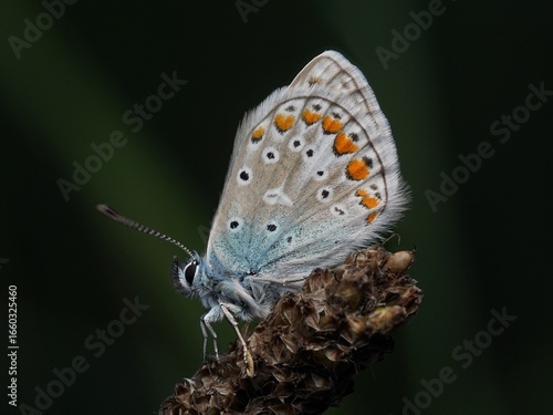 Wallpaper Mural Hauhechel Bläuling Torontodigital.ca
