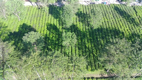 Aerial View of Lush Green Tea Plantation Rows Under Sunlight Shadows