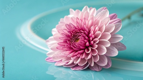 Pink chrysanthemum flower on turquoise surface with white curve – Pastel floral elegance, botanical minimalism, spa-inspired design, soft color harmony, nature detail, wellness branding