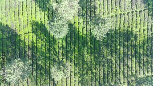 Aerial View of Lush Green Tea Plantation Rows with Scattered Trees Under Sunlight