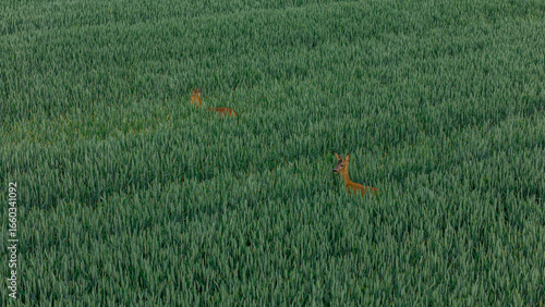 roe deer in wheat