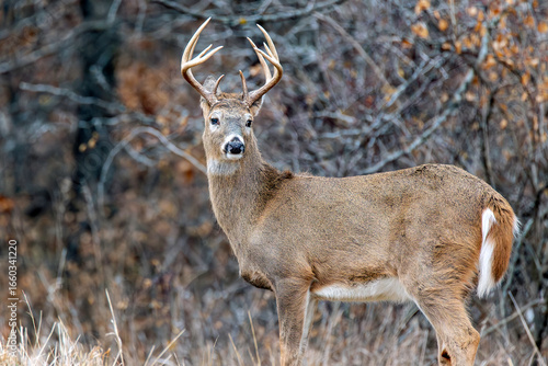 A White-tailed Deer Buck with fall/winter foliage