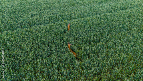roe deer in wheat