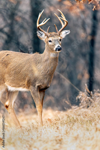 A White-tailed Deer Buck with fall/winter foliage