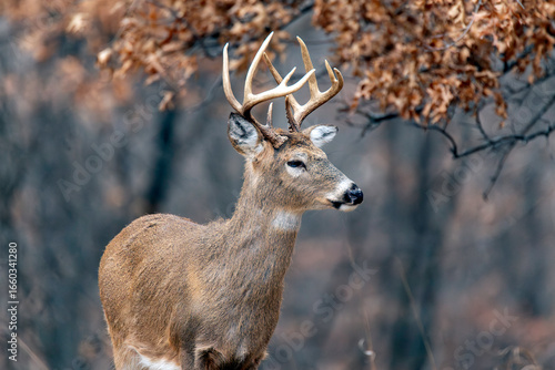 A White-tailed Deer Buck with fall/winter foliage