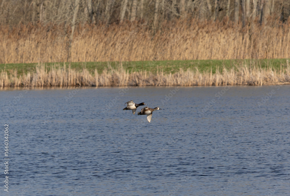 Naklejka premium Ring Billed Duck Flying