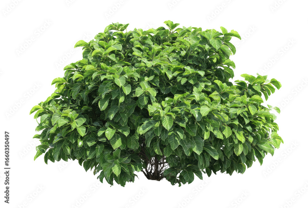 Fototapeta premium Dense, lush green shrub with many small leaves