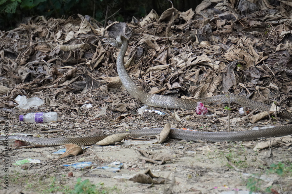 Fototapeta premium A king cobra on the debris in forest floor