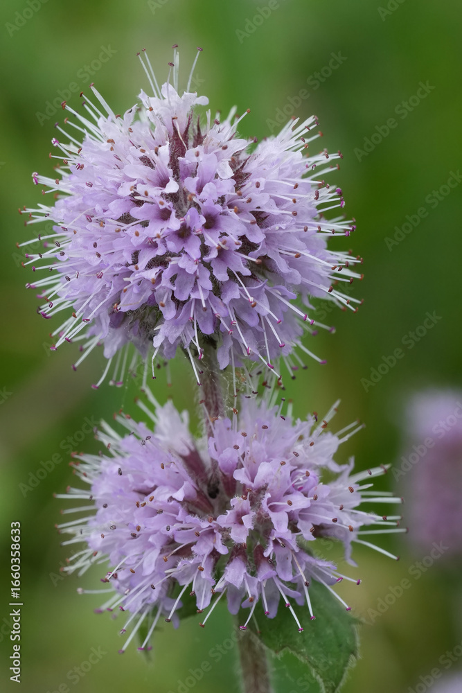 Fototapeta premium Close-Up of Purple Mint Flowers