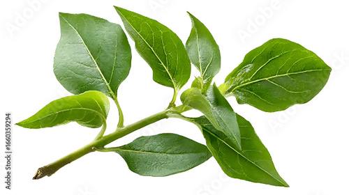 Close-up green ashwagandha plant twig isolated on white background