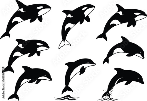 A pod of Orcas and Dolphins: Flat Vector Illustrations of Black and White Killer Whales and Dolphins Jumping, for Ocean and Marine Life.