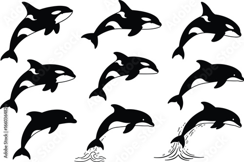 A pod of Orcas and Dolphins: Flat Vector Illustrations of Black and White Killer Whales and Dolphins Jumping, for Ocean and Marine Life.