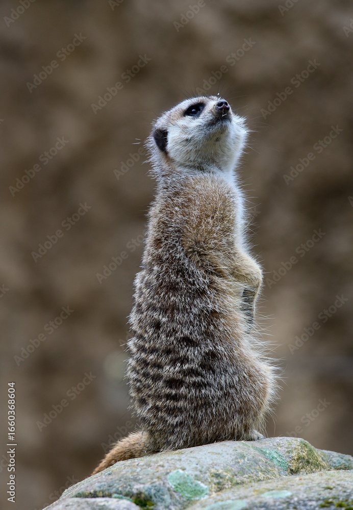 Fototapeta premium meerkat on the lookout