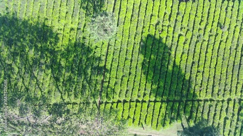 Aerial View of Lush Green Tea Plantation with Tree Shadows in Rows, Showing Agricultural Landscape
