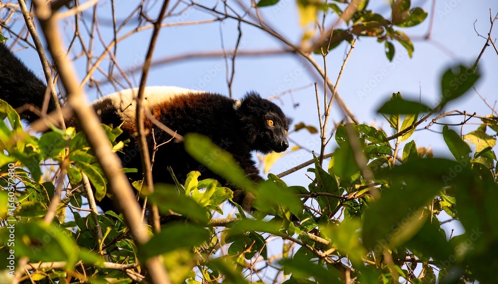 Naklejka premium A black and white lemur is gracefully positioned high in a lush tree canopy, showcasing the intricate details of its fur and its surroundings.