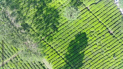 Aerial View of Lush Green Tea Plantation Rows Under Sunlight