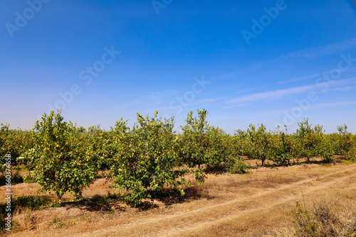 Lemon Orchard in Western Cape. south Africa